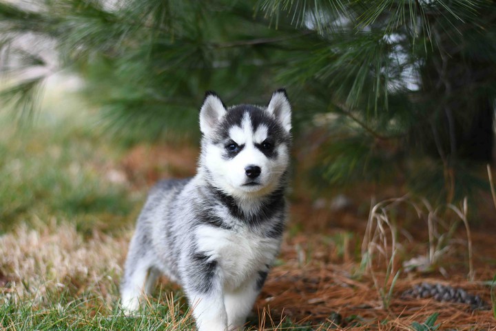 Cute Puppy