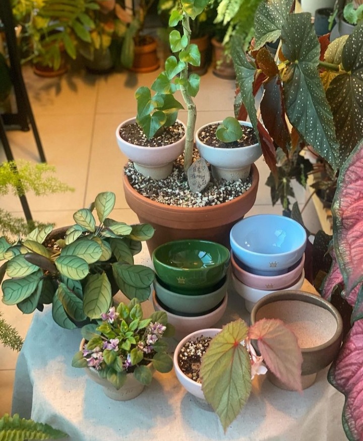 گل و گلدان طبیعی