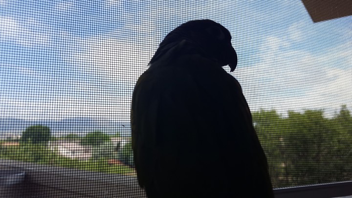 Silhouette birb