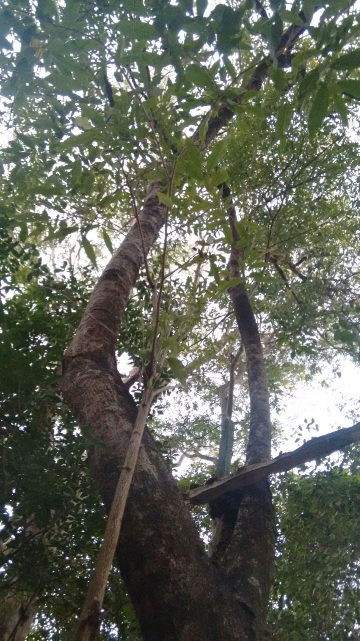 viverde