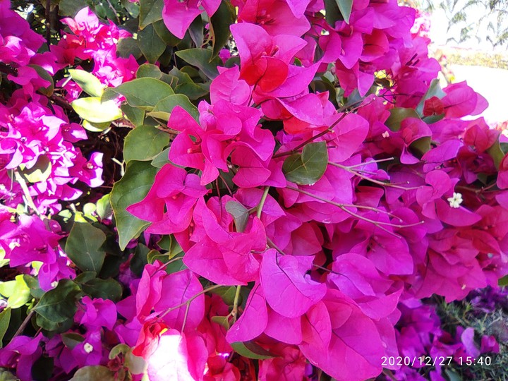 Flowers