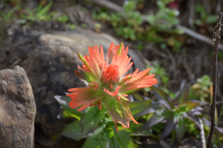 Orange Flower