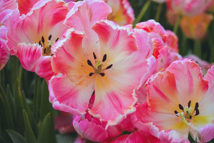 flowers