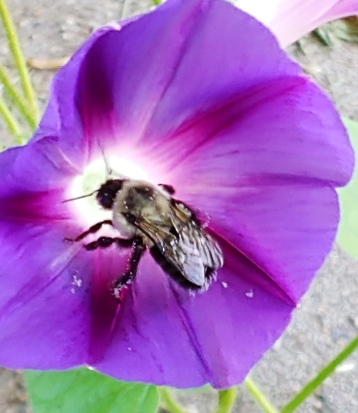 Morning Bumblebee visitor