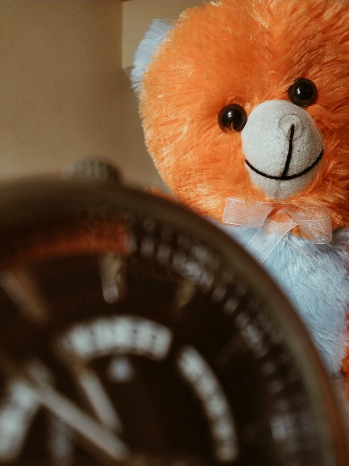 teddy