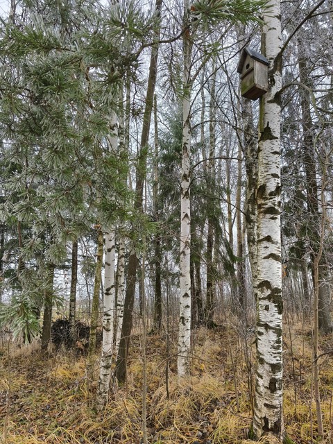 fonds d'écran biome, twig
