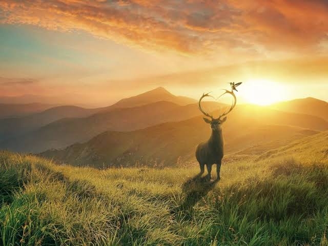 Stag