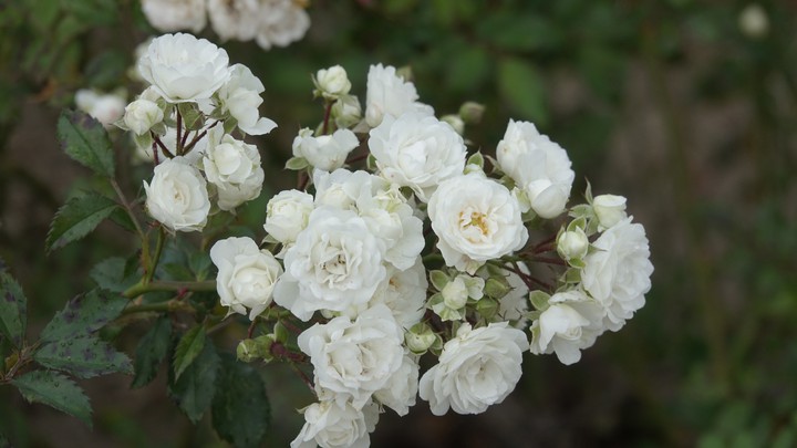 Roses