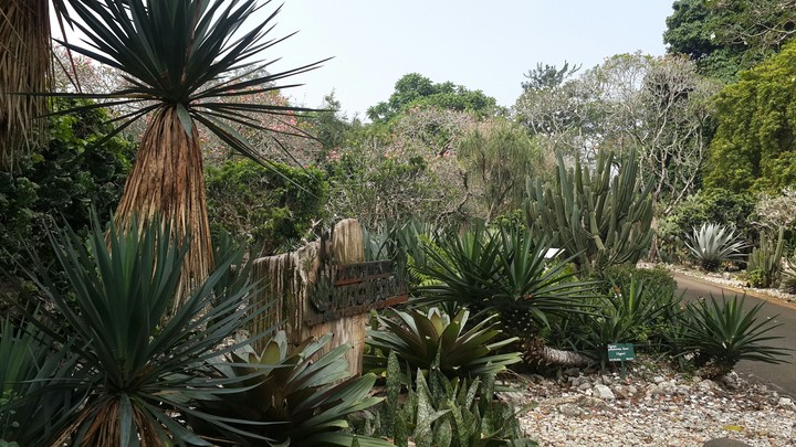 Cactus and  Mexican Garden