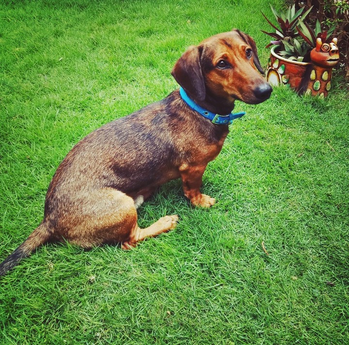 dog