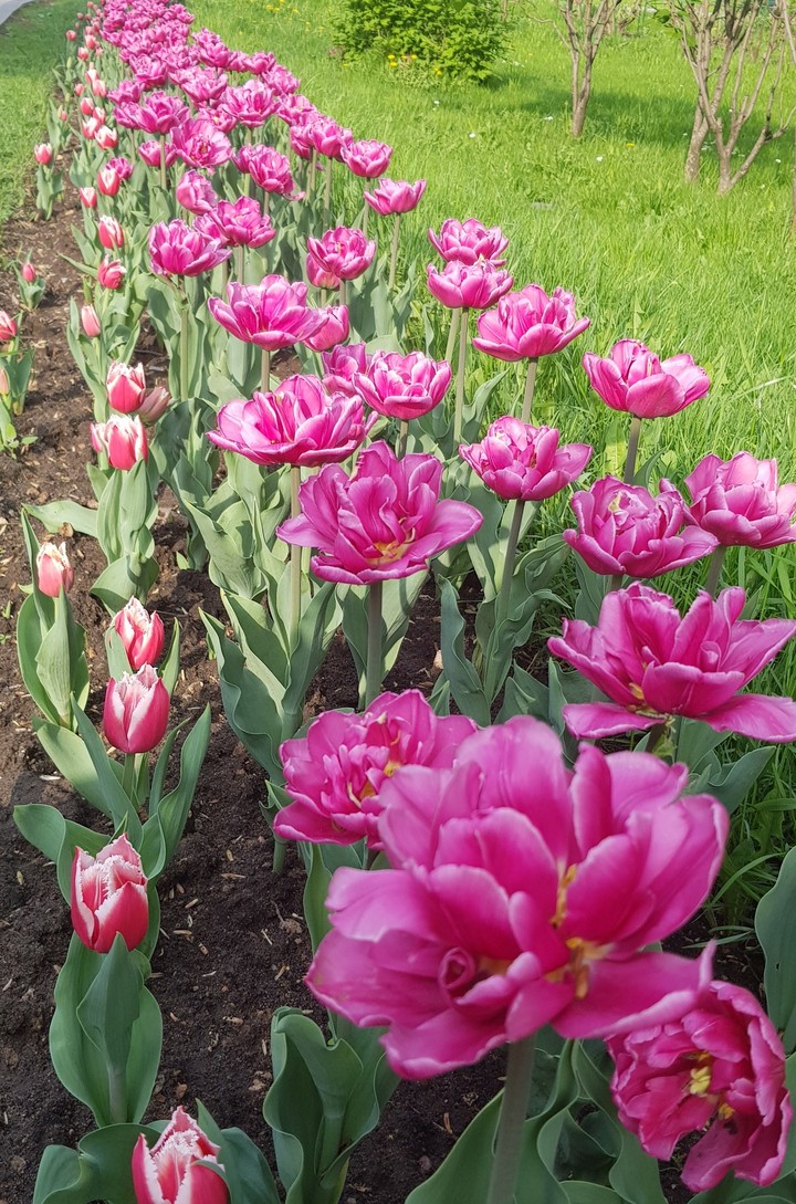 flowers
