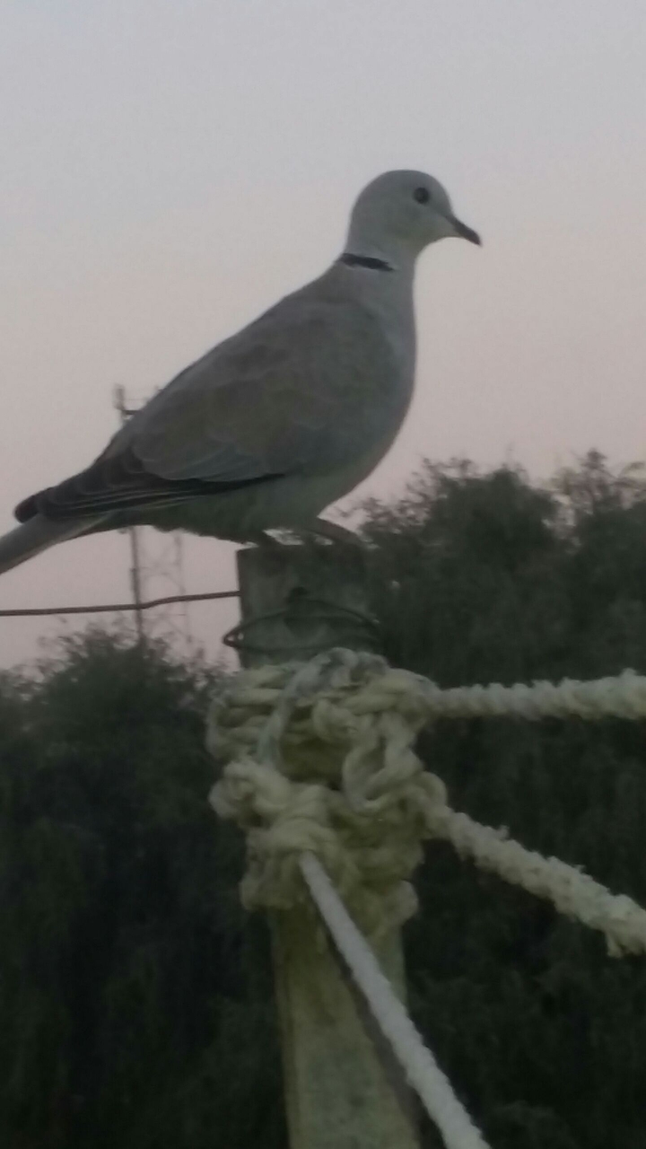 pigeon