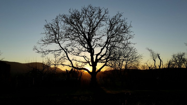 Sonnenuntergang hinter einem Baum