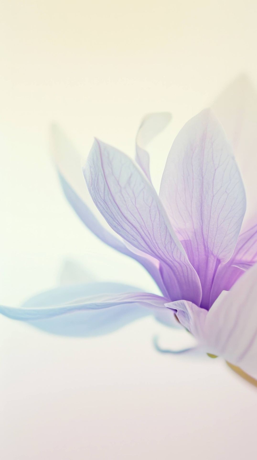 רקעים Blossom, Crocus