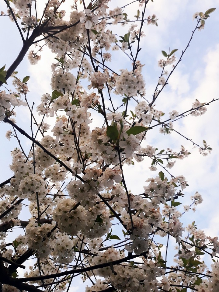 cherry flowers at polish sky