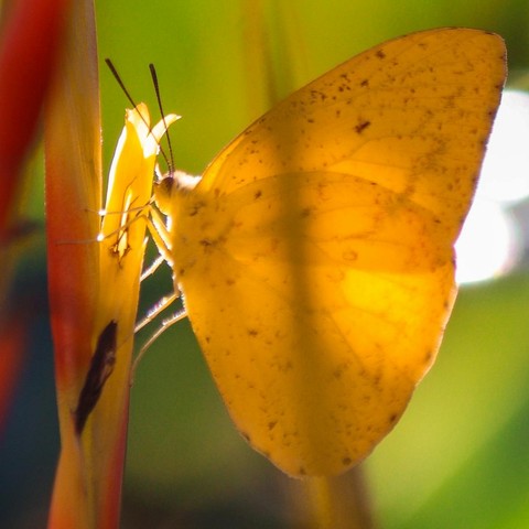 шпалери Yellow, lepidoptera