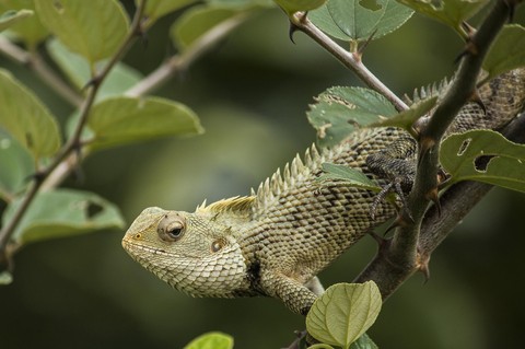 sfondi Chameleons, lizard