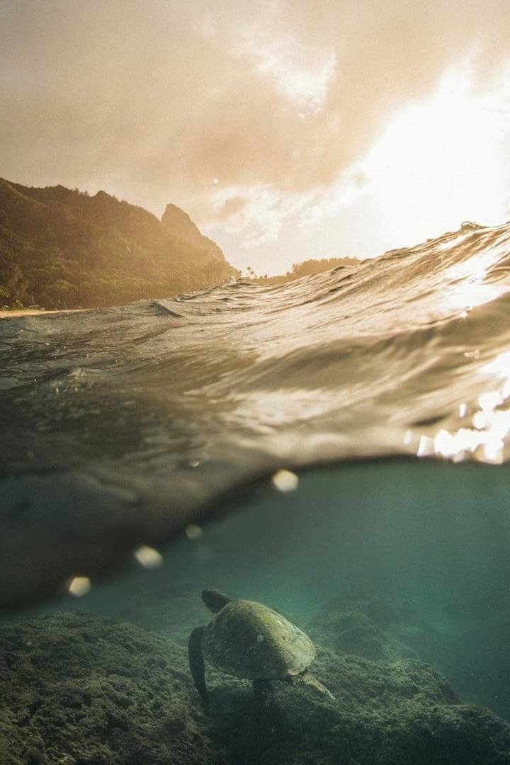 wave