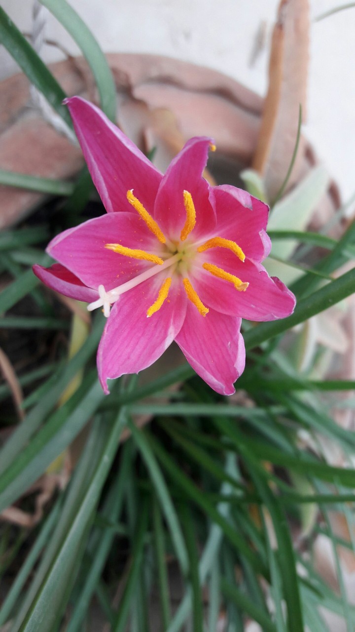 pink flower
