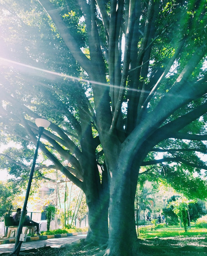 Relax under the Tree.