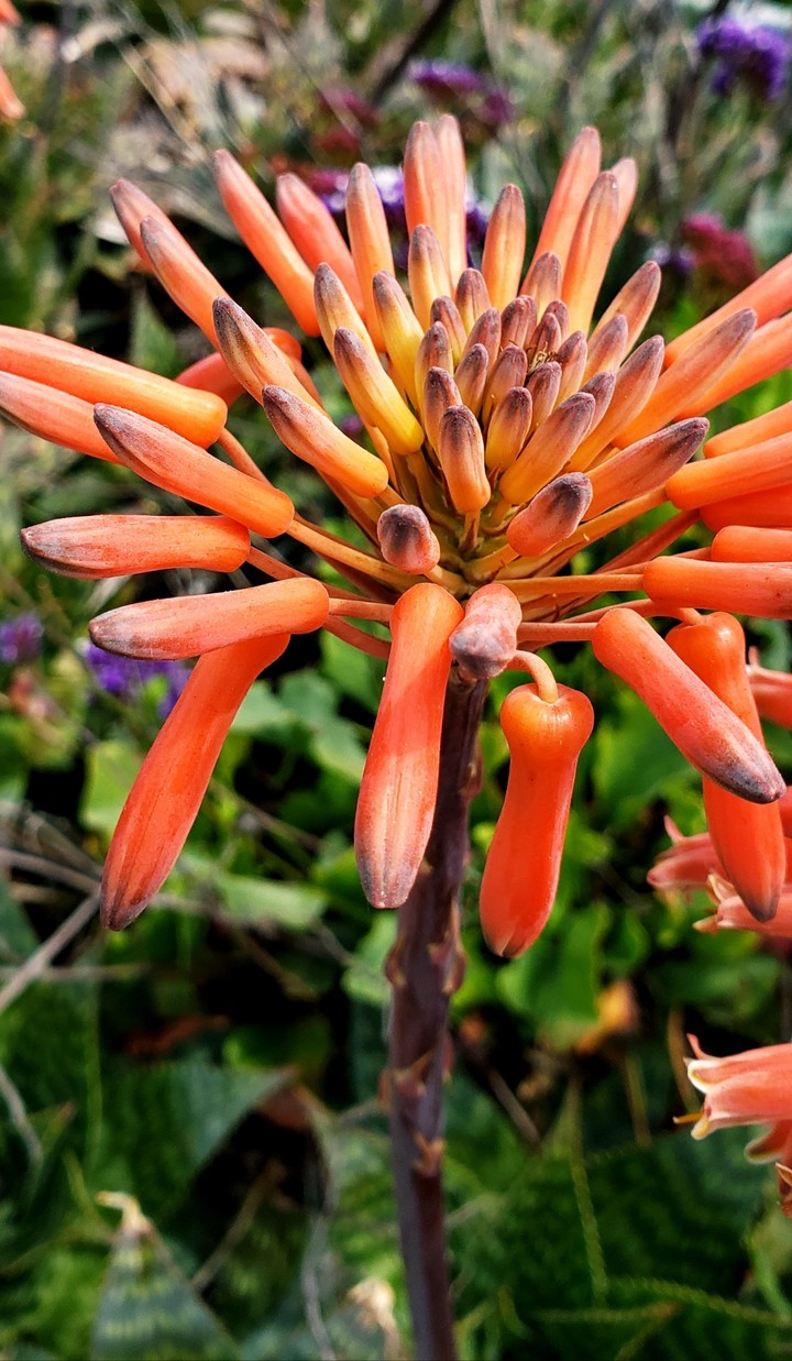 Santa_cruz