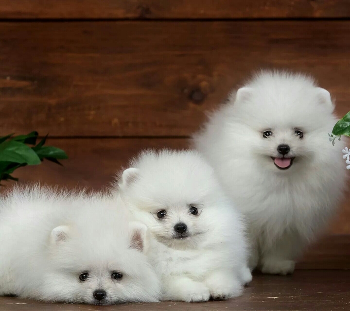 White Puppy