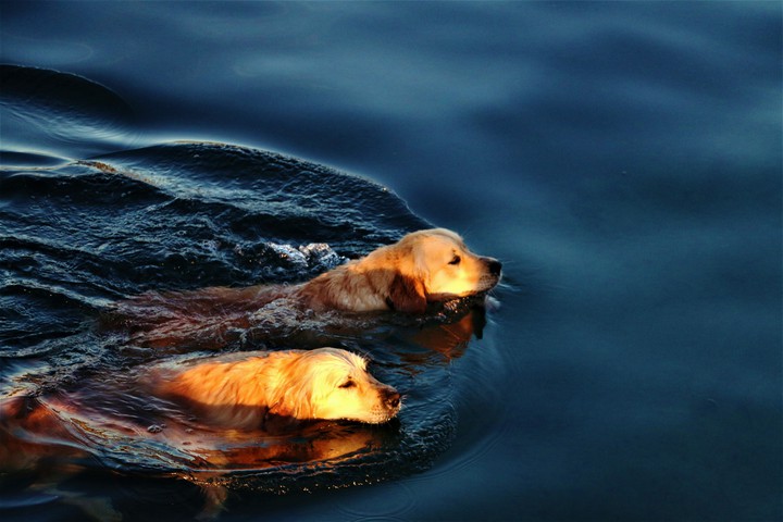 Puppies