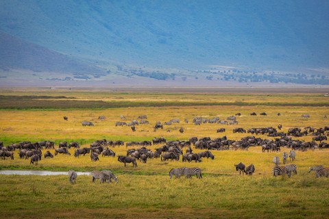 fonds d'écran pasture, plain