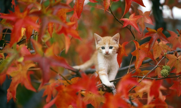 cat