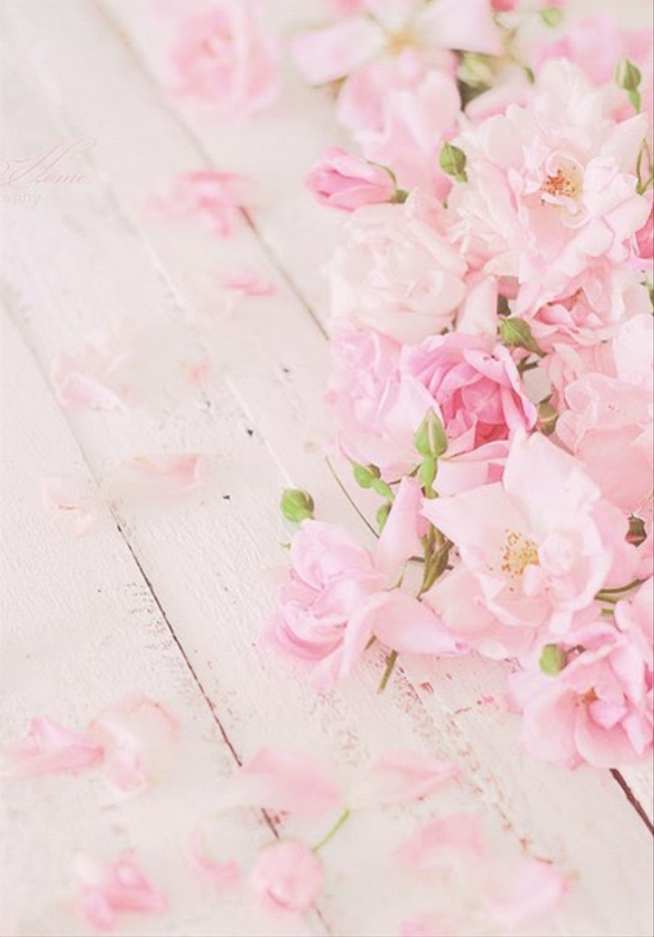 Pink tearose