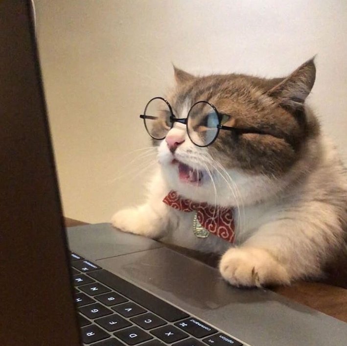 cat
