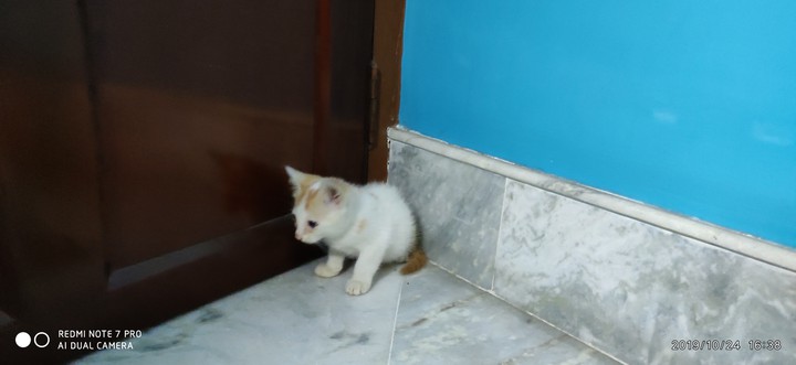 cat
