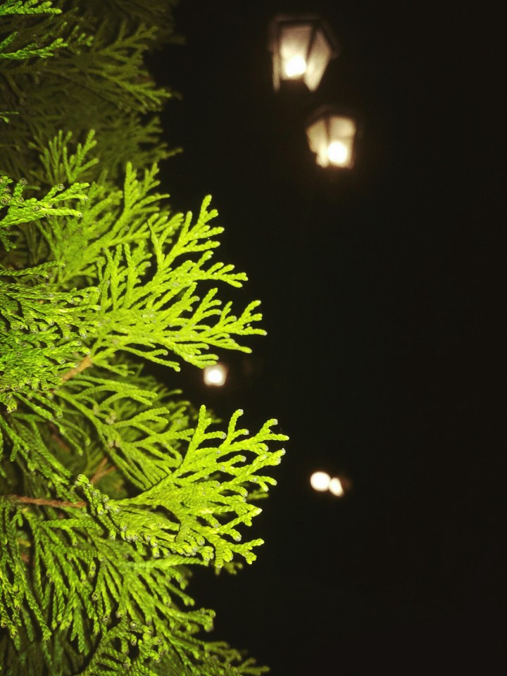 Night_park