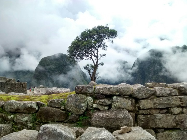 Árbol extranjero