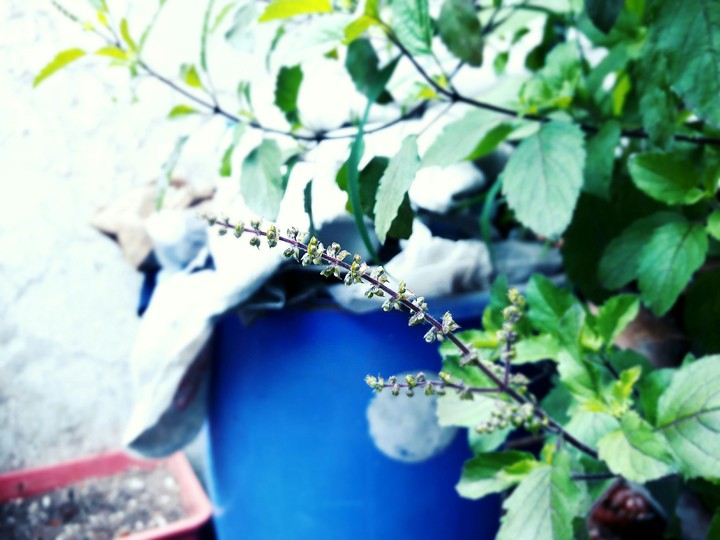 Tulsi
