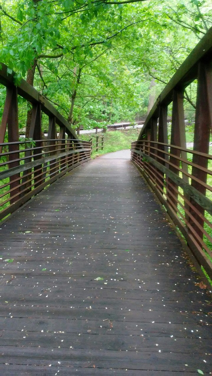 THE BRIDGE