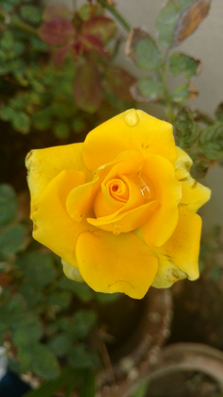 Yellow Rose