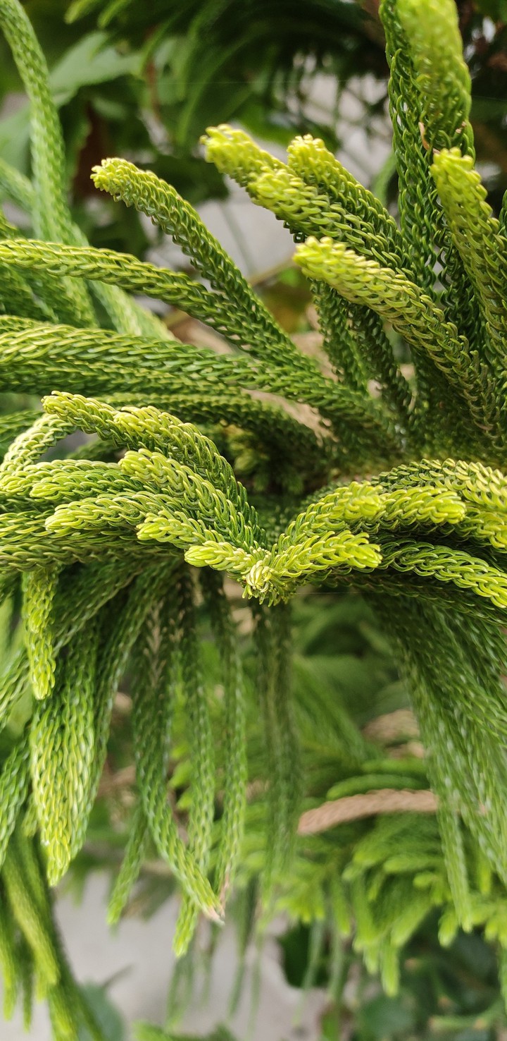 Naturex