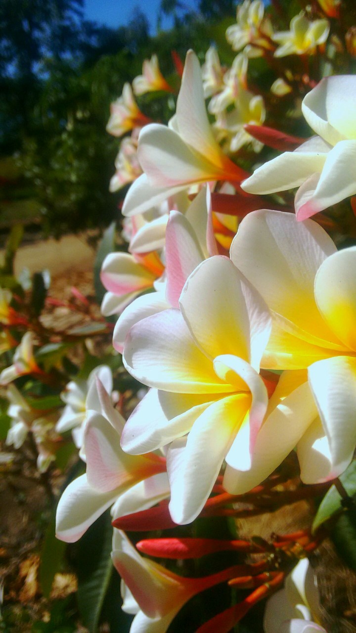 flor de mayo