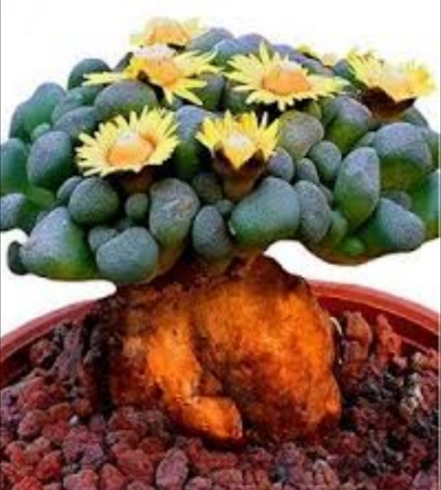 bonsai