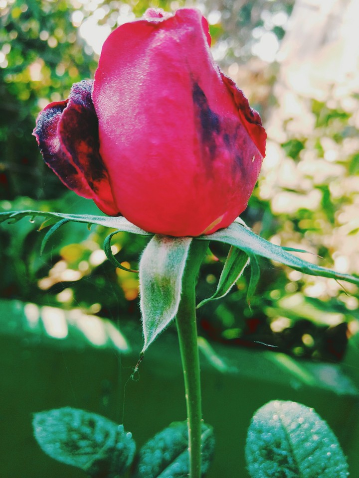 a rose