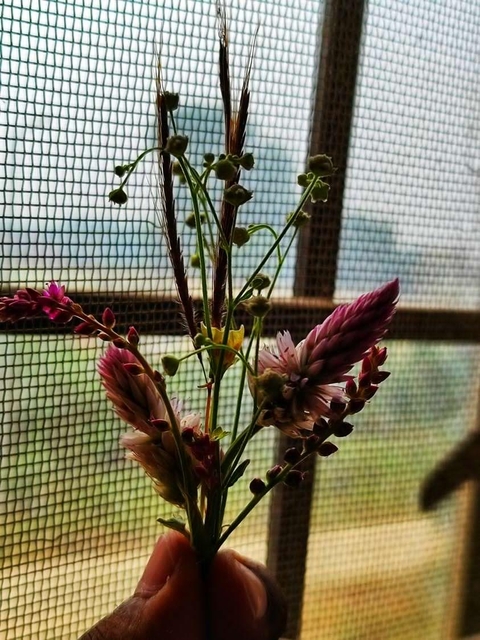 sfondi petal, botany