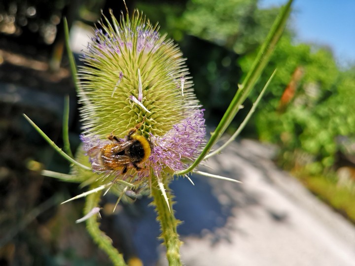 Bumblebee at work