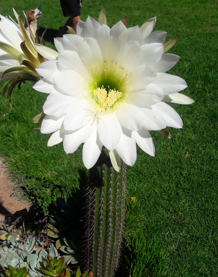 Beauty among the thorns