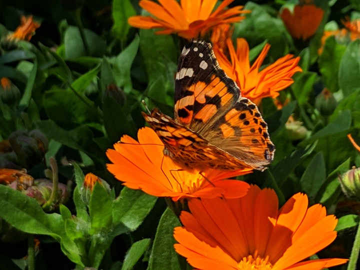 beauty in nature