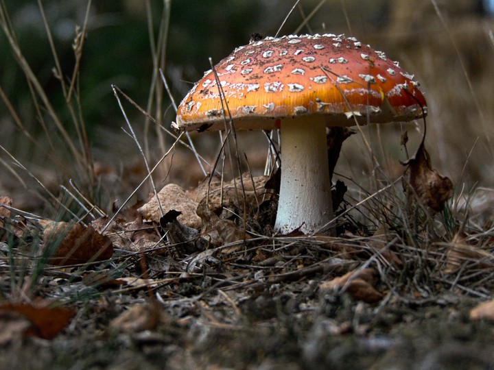 mushroom