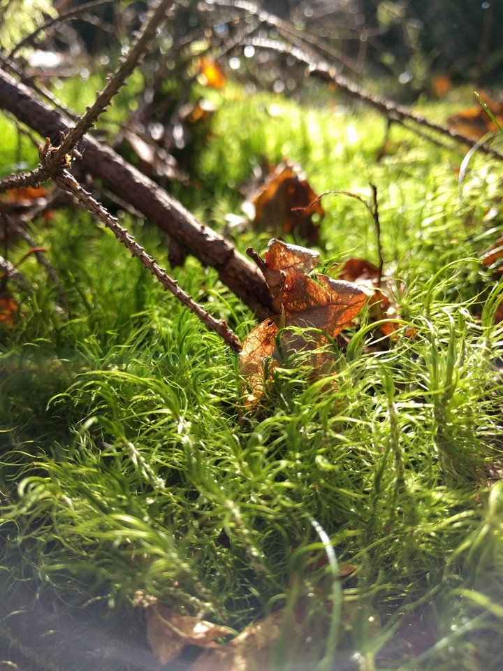 in the forest