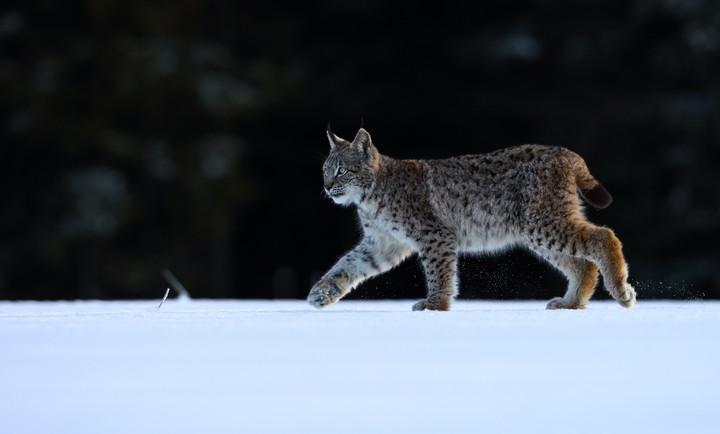 predator , big cat