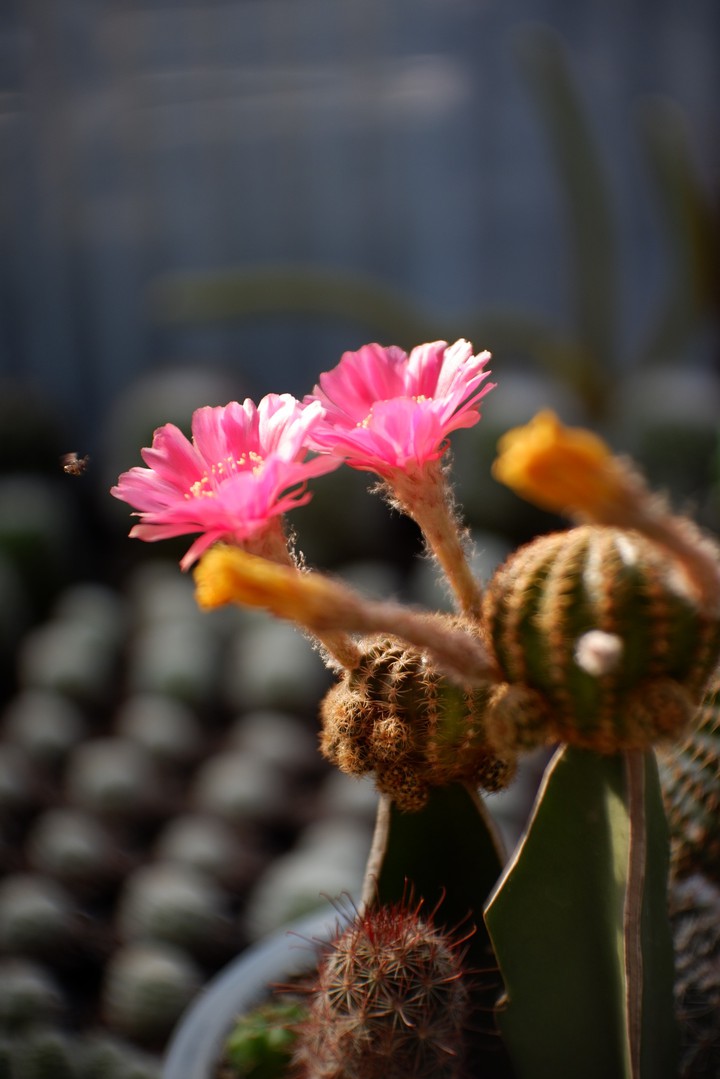 #cactus #garden #lobivia #pink #แคคตัส #กระบองเพชร#รีบูเทีย