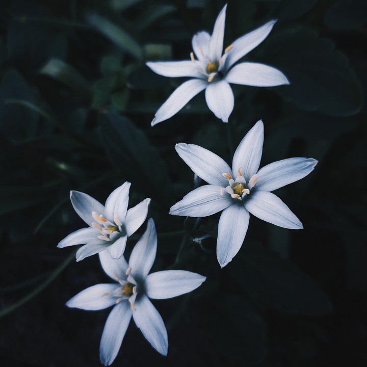 What do you know about white?